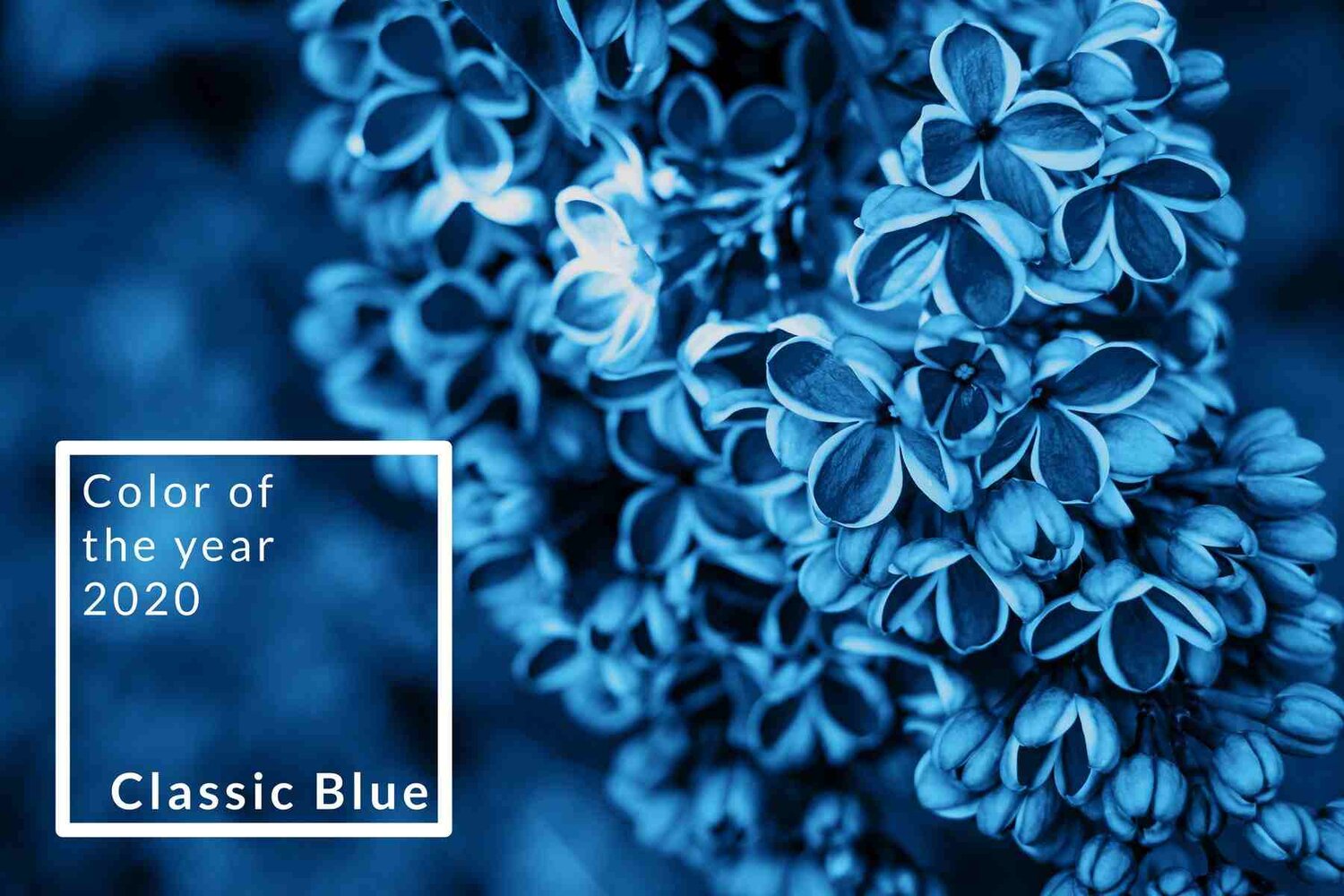 Blue flowers, Color of the year 2020, Classic Blue.