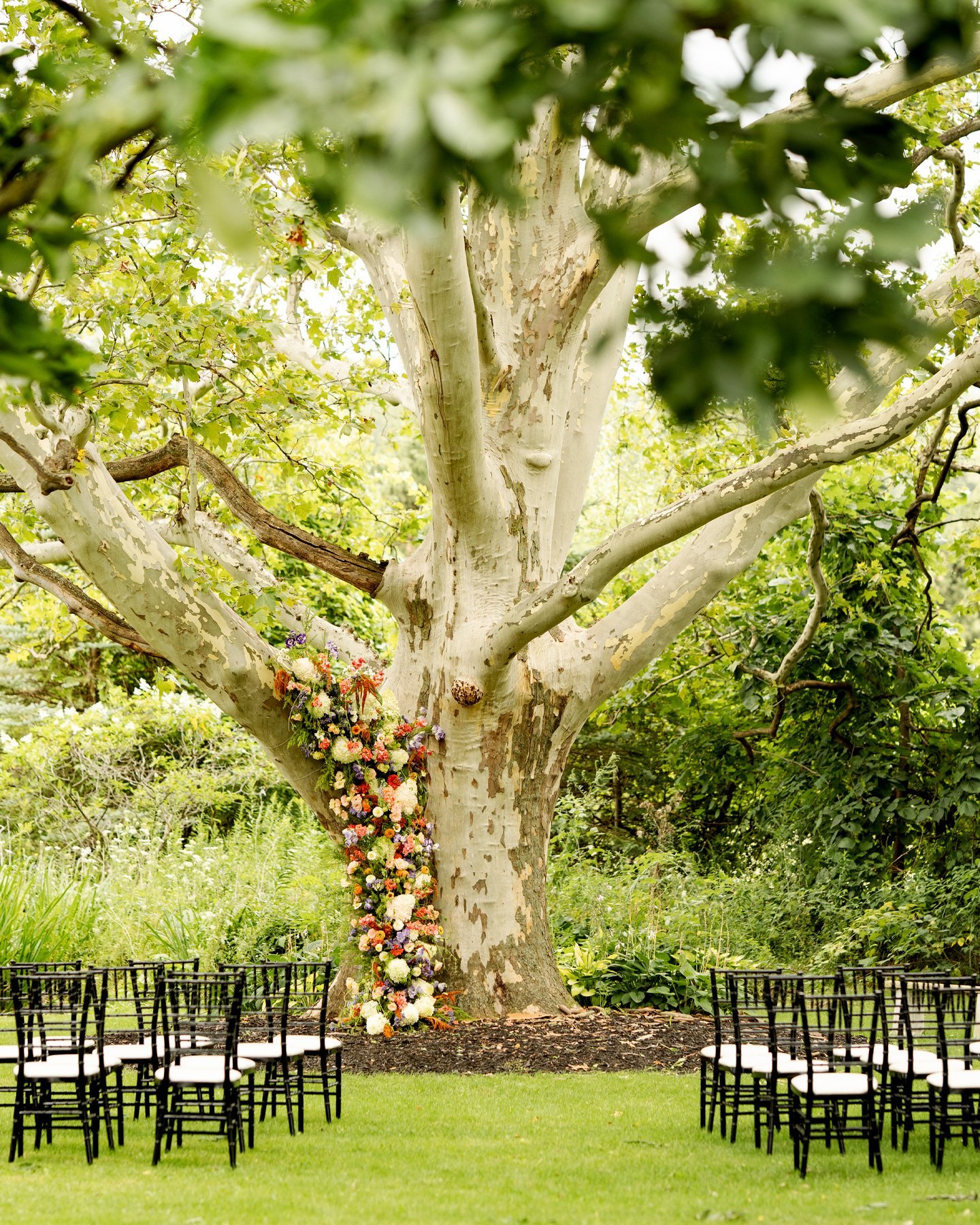 Wedding ceremony setup under a tree Outdoor wedding setup with chairs and floral decor